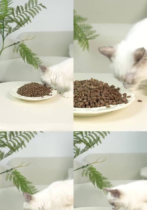 布偶猫蒸禽粮的正确食用方法是什么？