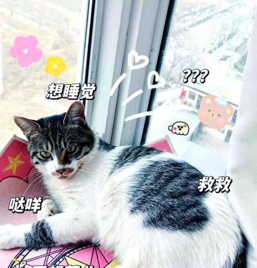 猫咪听说猫粮要送人会有什么反应？如何安抚它们？