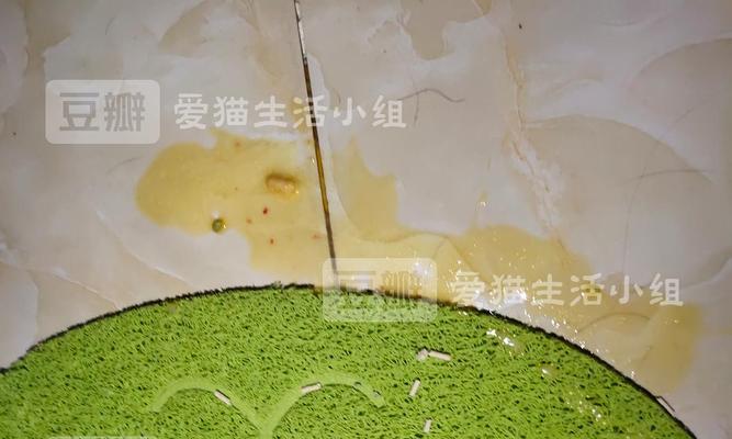 猫的呕吐物绿色带猫粮怎么回事？呕吐原因及应对措施是什么？