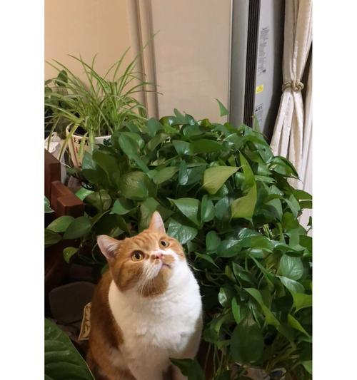 猫的呕吐物绿色带猫粮怎么回事？呕吐原因及应对措施是什么？