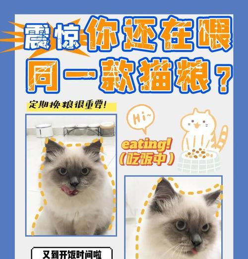如何正确进行给猫换粮的流程？
