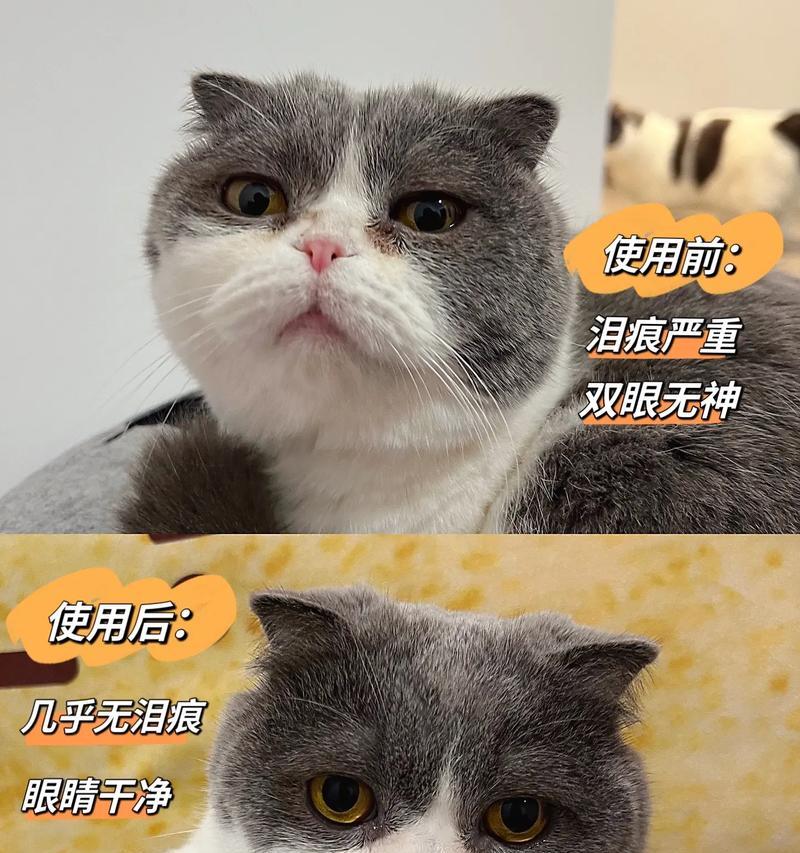 猫换猫粮后泪痕严重了怎么办？这是什么原因导致的？