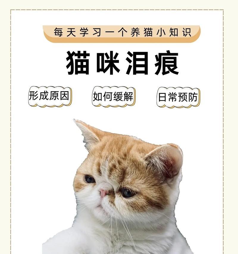猫换猫粮后泪痕严重了怎么办？这是什么原因导致的？