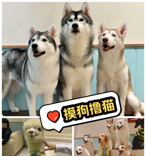 羊驼坐骑如何清洗保养？清洗过程中应注意什么？