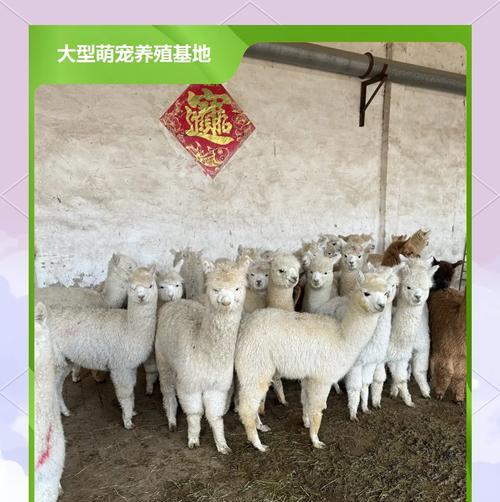羊驼坐骑如何清洗保养？清洗过程中应注意什么？