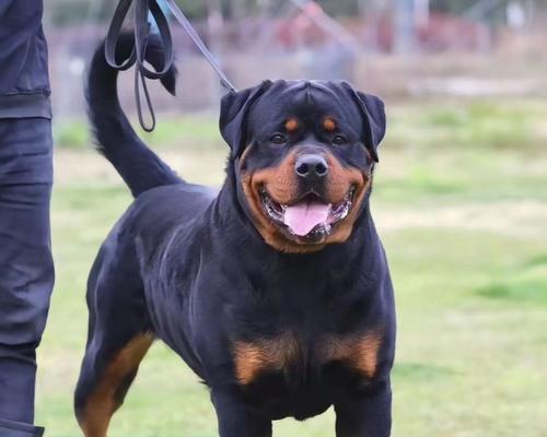 罗威纳犬体味重，哪种药物治疗最有效？