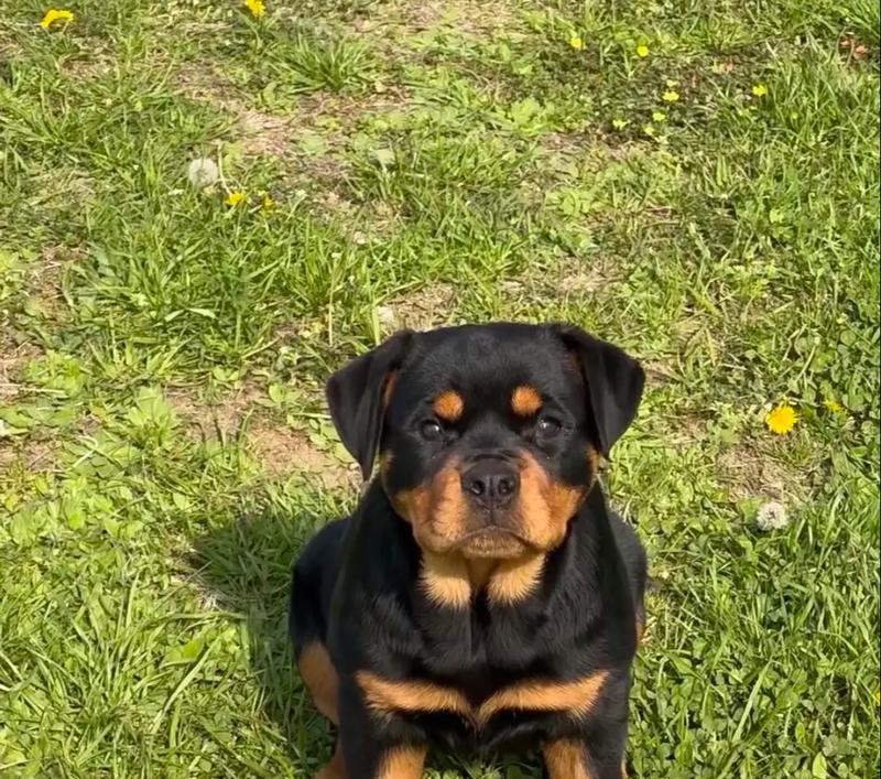 罗威纳犬体味重，哪种药物治疗最有效？