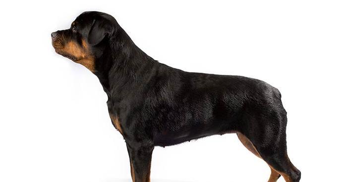 罗威纳犬体味重，哪种药物治疗最有效？