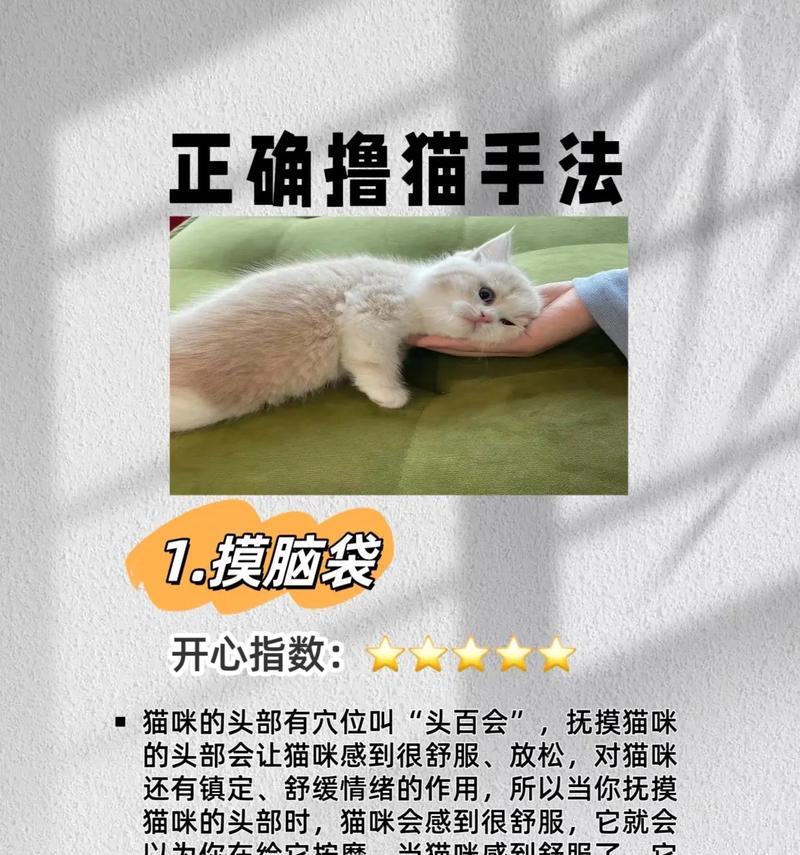 如何让猫从吃猫粮变为吃肉的动作过程？逐步转换的正确方法是什么？
