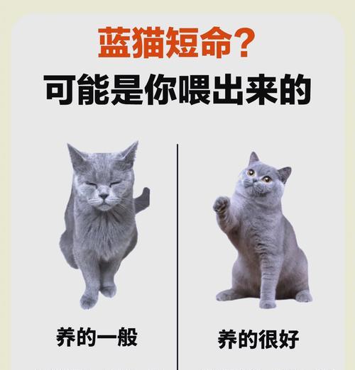 蓝白猫怎么控制猫粮？如何避免过度进食？