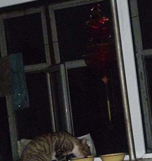 猫咪半夜偷吃猫粮是为什么？