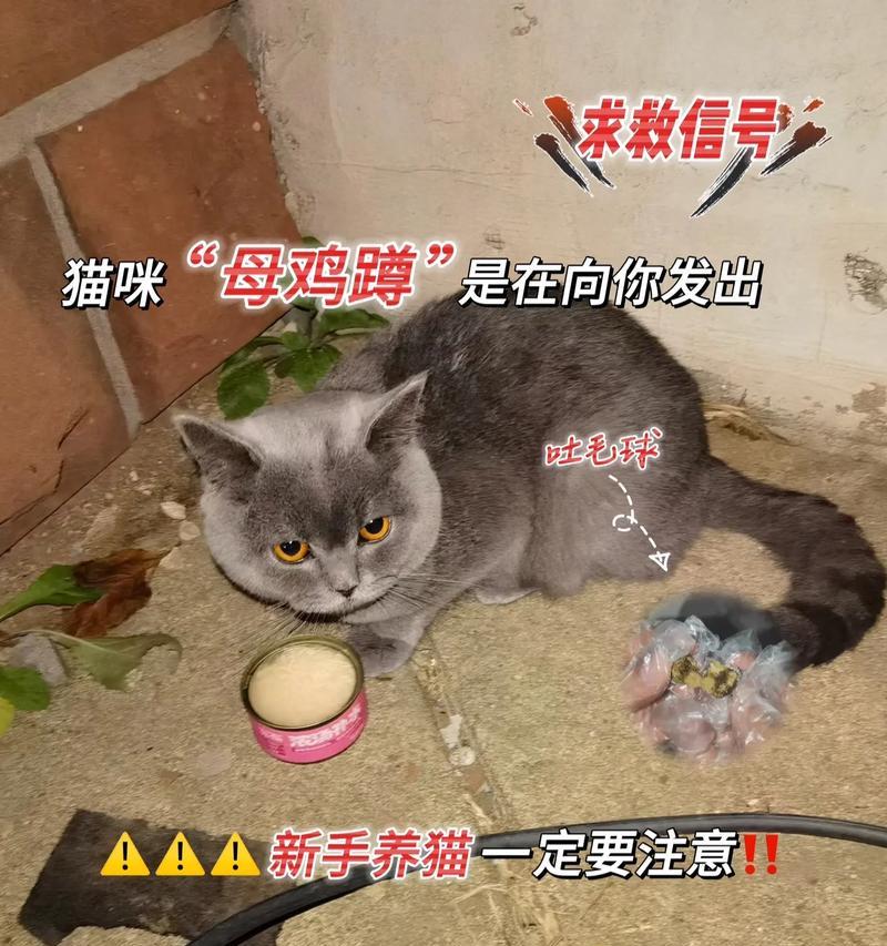 猫咪误食塑料绳后喂猫粮会有什么后果？