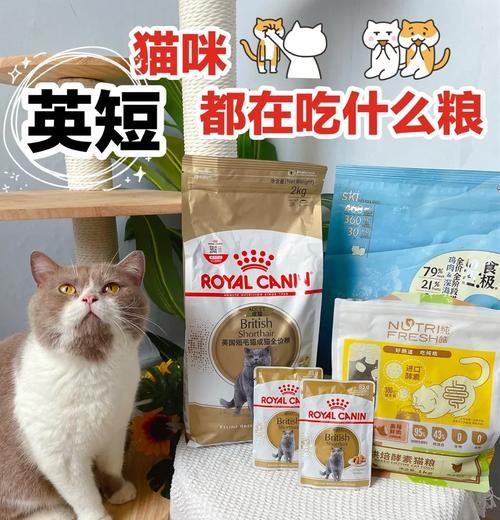 英短猫的猫粮选择有哪些？如何挑选适合英短的猫粮？
