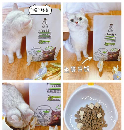 英短猫的猫粮选择有哪些？如何挑选适合英短的猫粮？