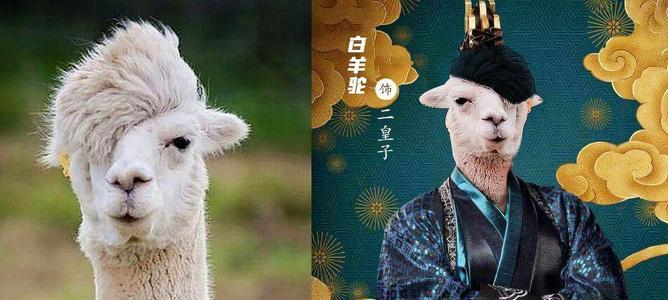 皇子推火树羊驼的战斗策略是什么？
