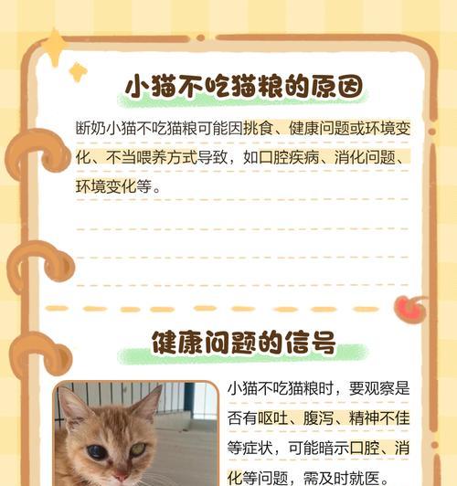 断奶小猫不食猫粮该喂什么？如何过渡到固体食物？