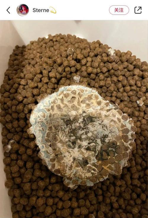 猫咪为何对发霉猫粮有情绪反应？