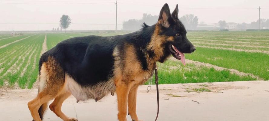 德牧犬怀孕多久生产？需要注意哪些事项？