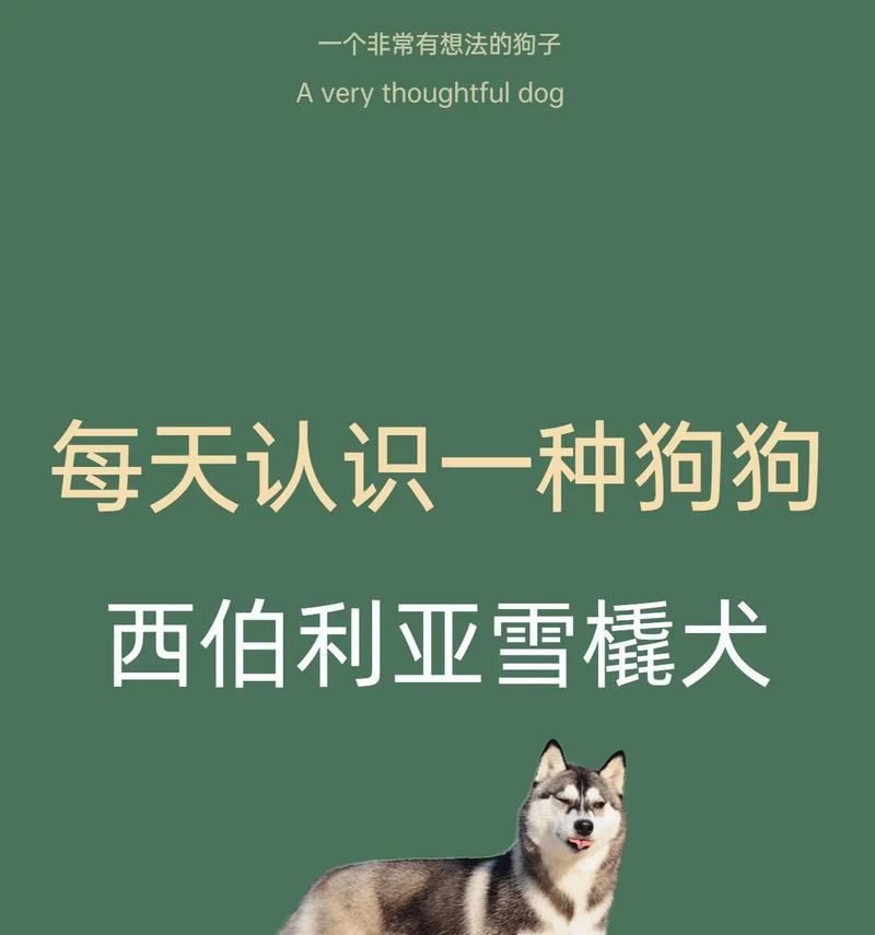 哈士奇真的能送回西伯利亚吗？这样做有什么后果？