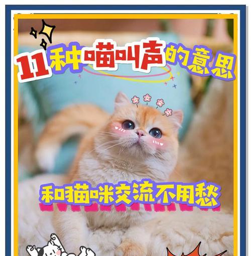 猫咪闻到猫粮大声叫唤怎么办？这是什么行为？