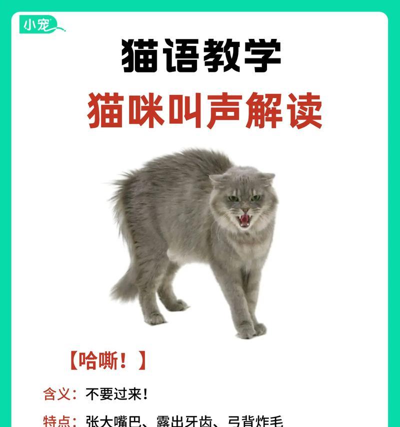 猫咪闻到猫粮大声叫唤怎么办？这是什么行为？