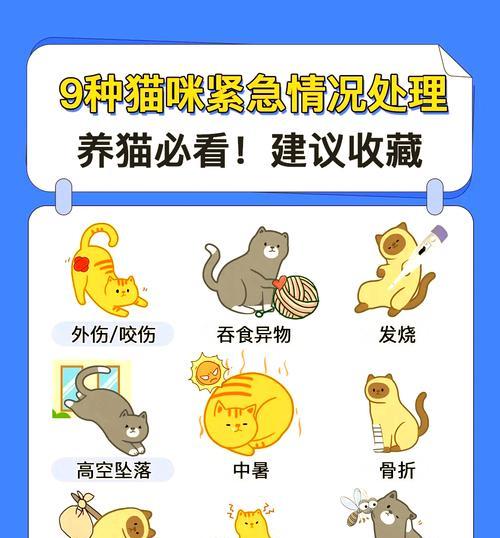 小猫生吞猫粮的健康风险有哪些？如何纠正？