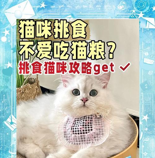 刚接到的猫咪为什么不吃猫粮？如何让新猫咪适应环境？