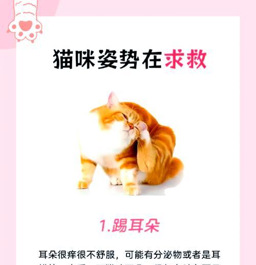刚接到的猫咪为什么不吃猫粮？如何让新猫咪适应环境？