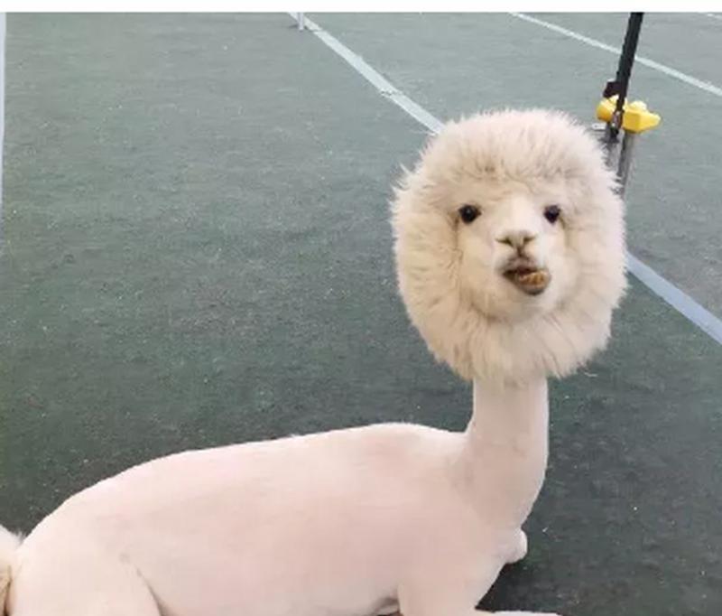 秘鲁羊驼剃毛有哪些技巧？怎样才能剃得美观？