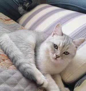机器猫粮投喂分尸猫会怎么样？对猫健康有何影响？