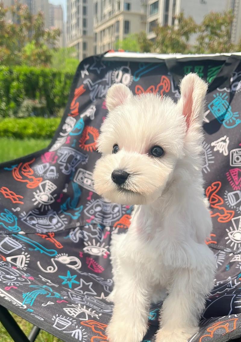纯白雪纳瑞犬幼犬的价格是多少？购买时应注意哪些事项？