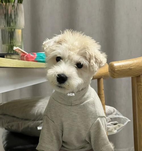 纯白雪纳瑞犬幼犬的价格是多少？购买时应注意哪些事项？