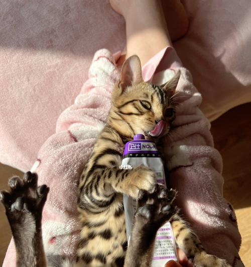 孟加拉豹猫吃什么猫粮？如何选择合适的猫粮？