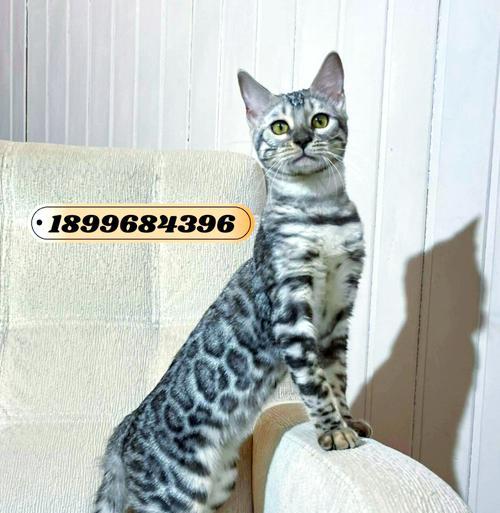 孟加拉豹猫吃什么猫粮？如何选择合适的猫粮？