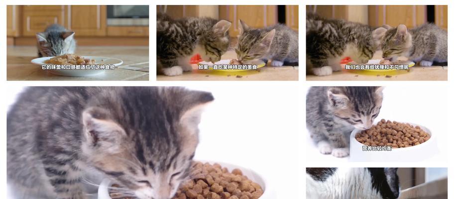 小猫吃猫粮时需要人陪伴吗？原因是什么？