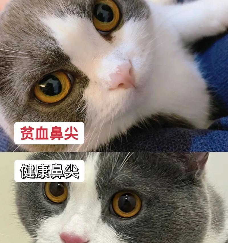 猫咪贫血猫粮吃什么好？如何通过饮食改善猫咪贫血？