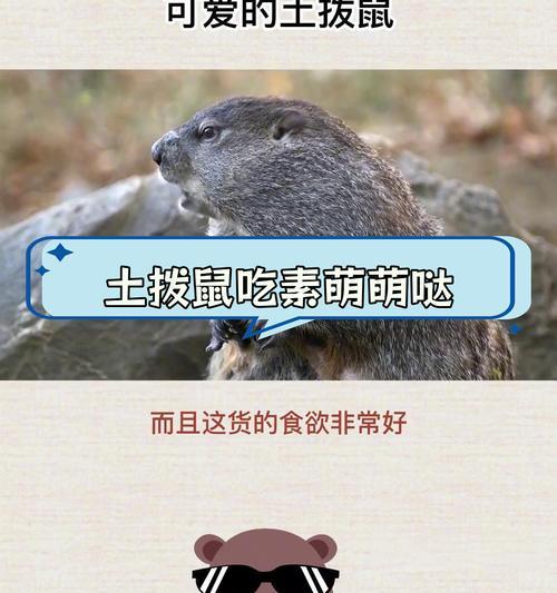 土拨鼠吃猫鼠粮的影响是什么？