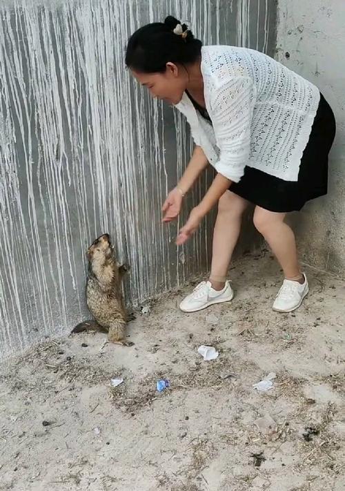 土拨鼠吃猫鼠粮的影响是什么？