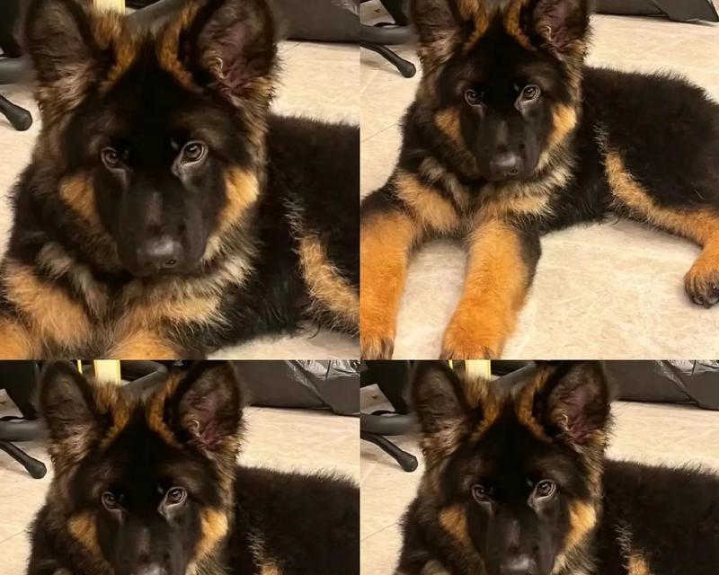 正宗德牧幼犬的价格是多少？
