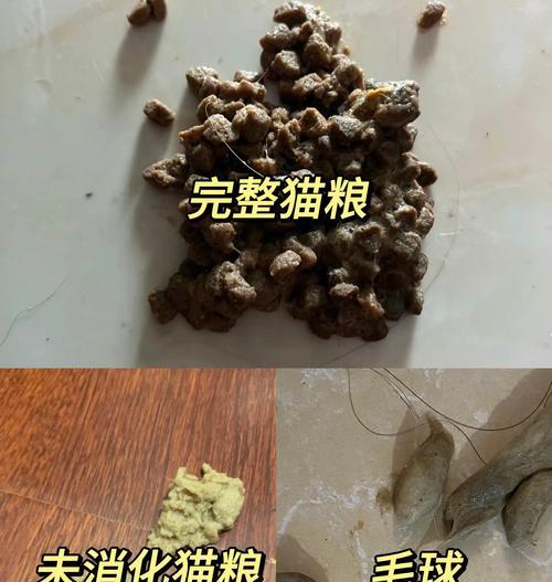 猫咪呕吐液体猫粮怎么办？可能的原因和解决办法是什么？