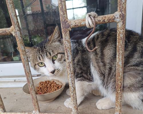 橘猫吃猫粮被抓出血了怎么办？需要带猫去看医生吗？