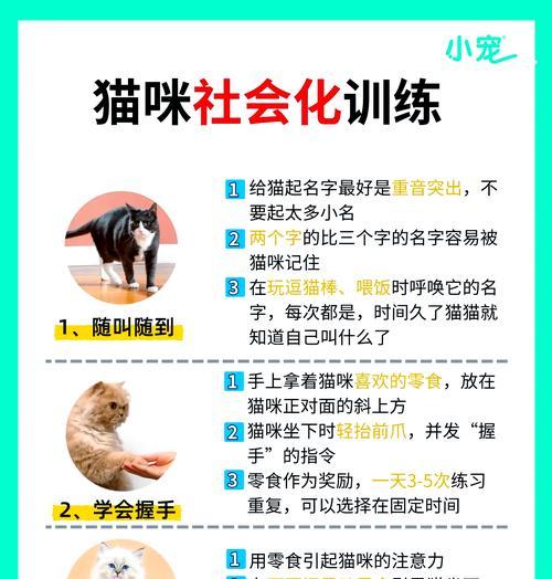 猫吃猫粮用爪夹怎么办？如何训练正确进食？