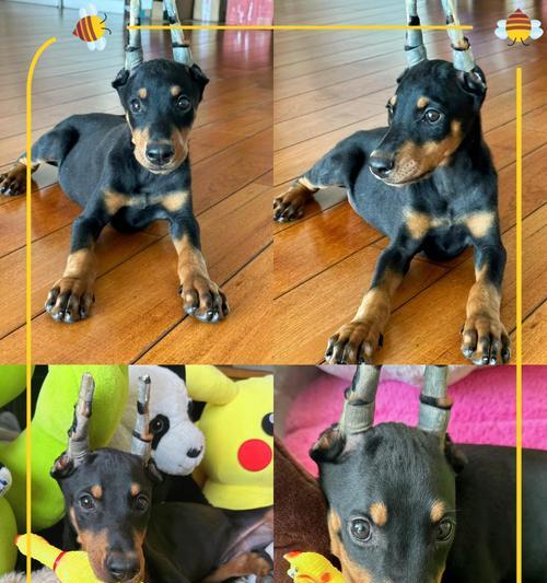三个月杜宾犬的理想狗粮选择是什么？