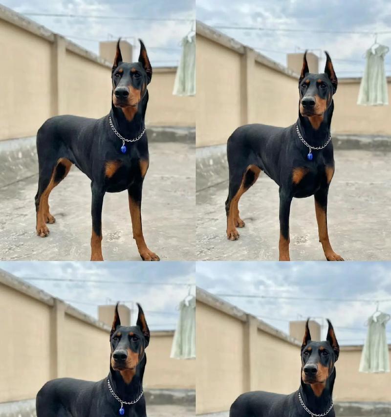 三个月杜宾犬的理想狗粮选择是什么？