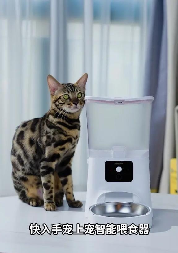 家养豹猫怎么吃猫粮好呢？营养均衡的喂食建议？