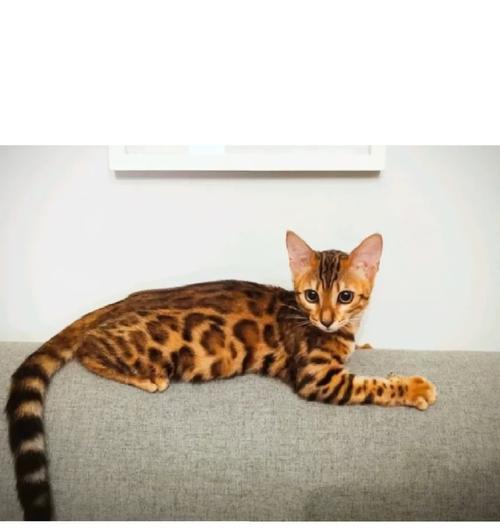 家养豹猫怎么吃猫粮好呢？营养均衡的喂食建议？