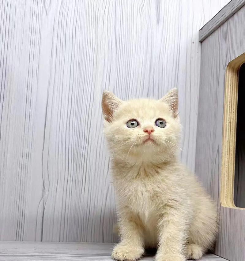 三四个月大的猫咪适合哪种猫粮？
