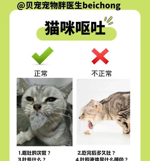 猫咪在冬天呕吐猫粮怎么办？如何预防和处理这种情况？