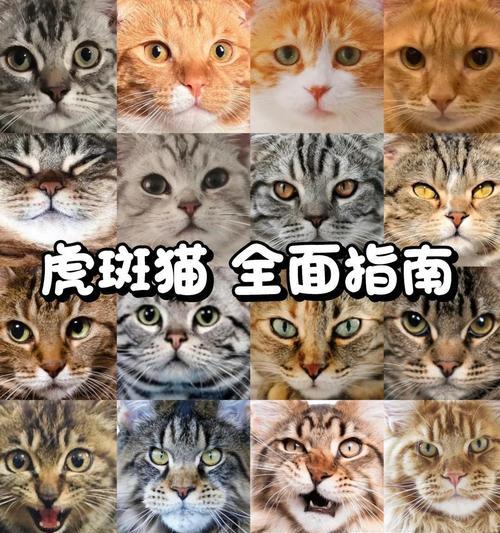 虎斑猫适合哪种猫粮？如何选择合适的猫粮？