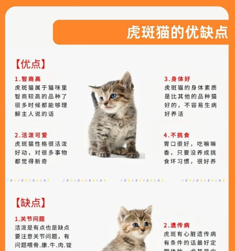 虎斑猫适合哪种猫粮？如何选择合适的猫粮？
